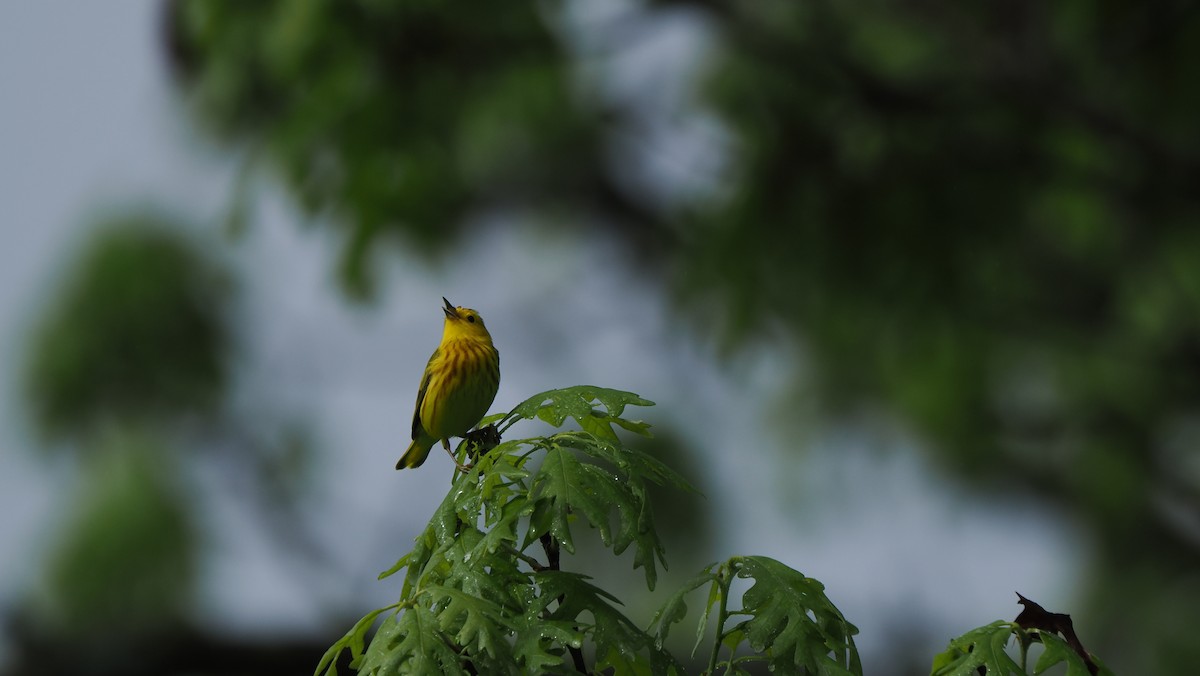 Yellow Warbler - ML618675959