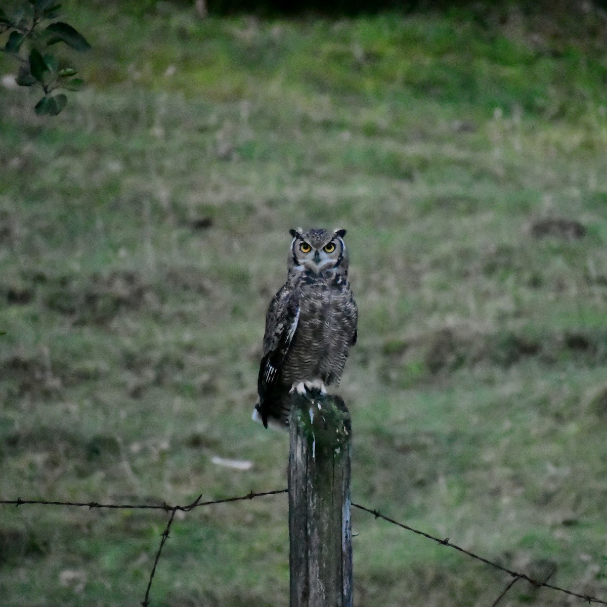Lesser Horned Owl - ML618675960