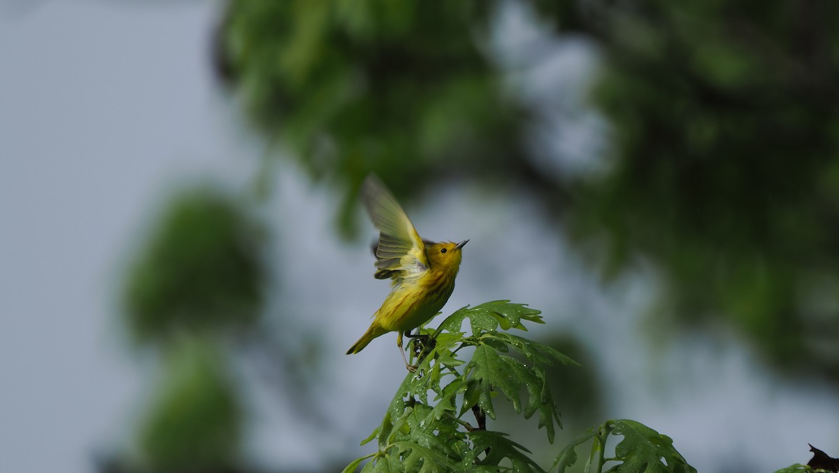 Paruline jaune - ML618675971