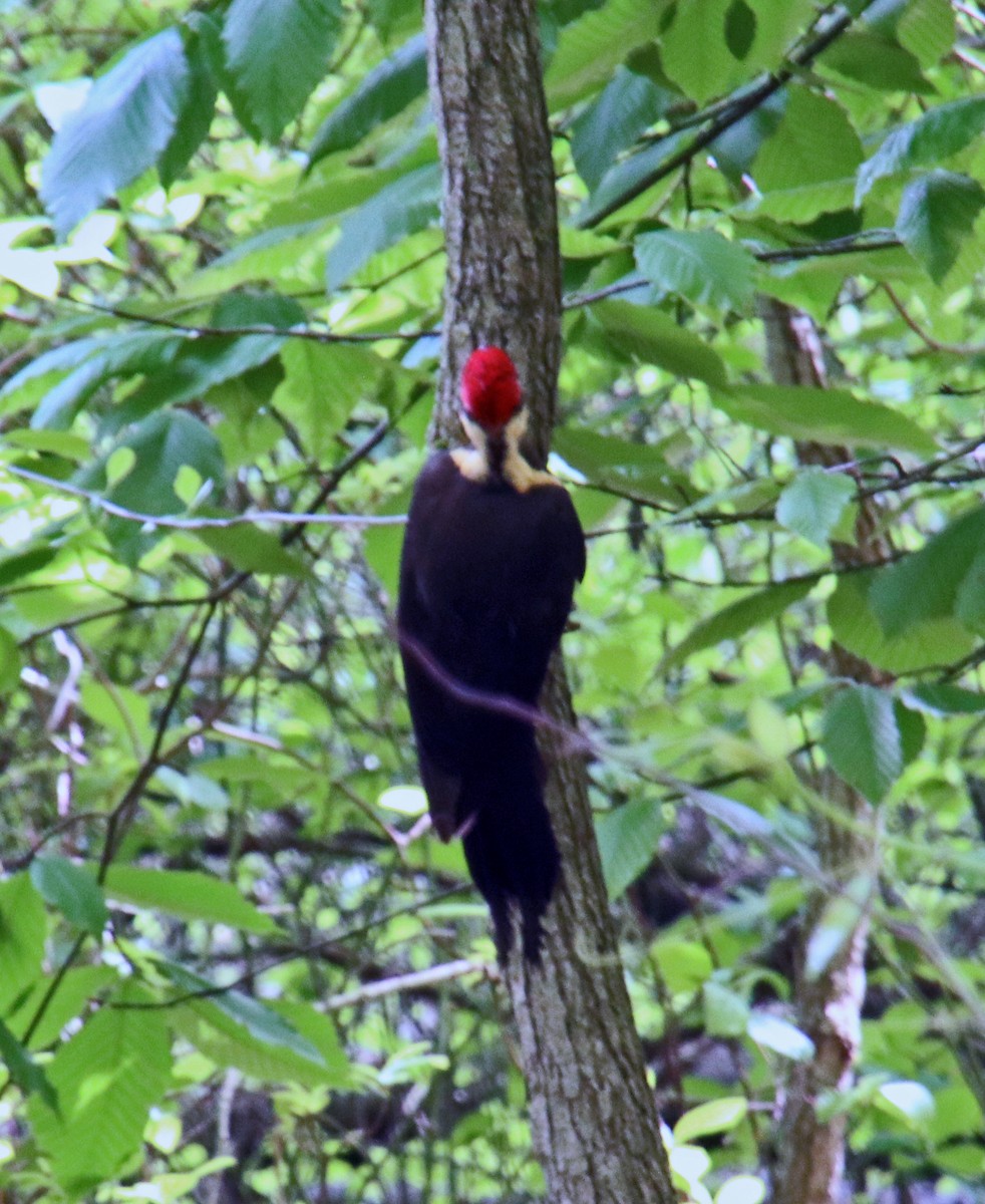 Pileated Woodpecker - Tom Nolan