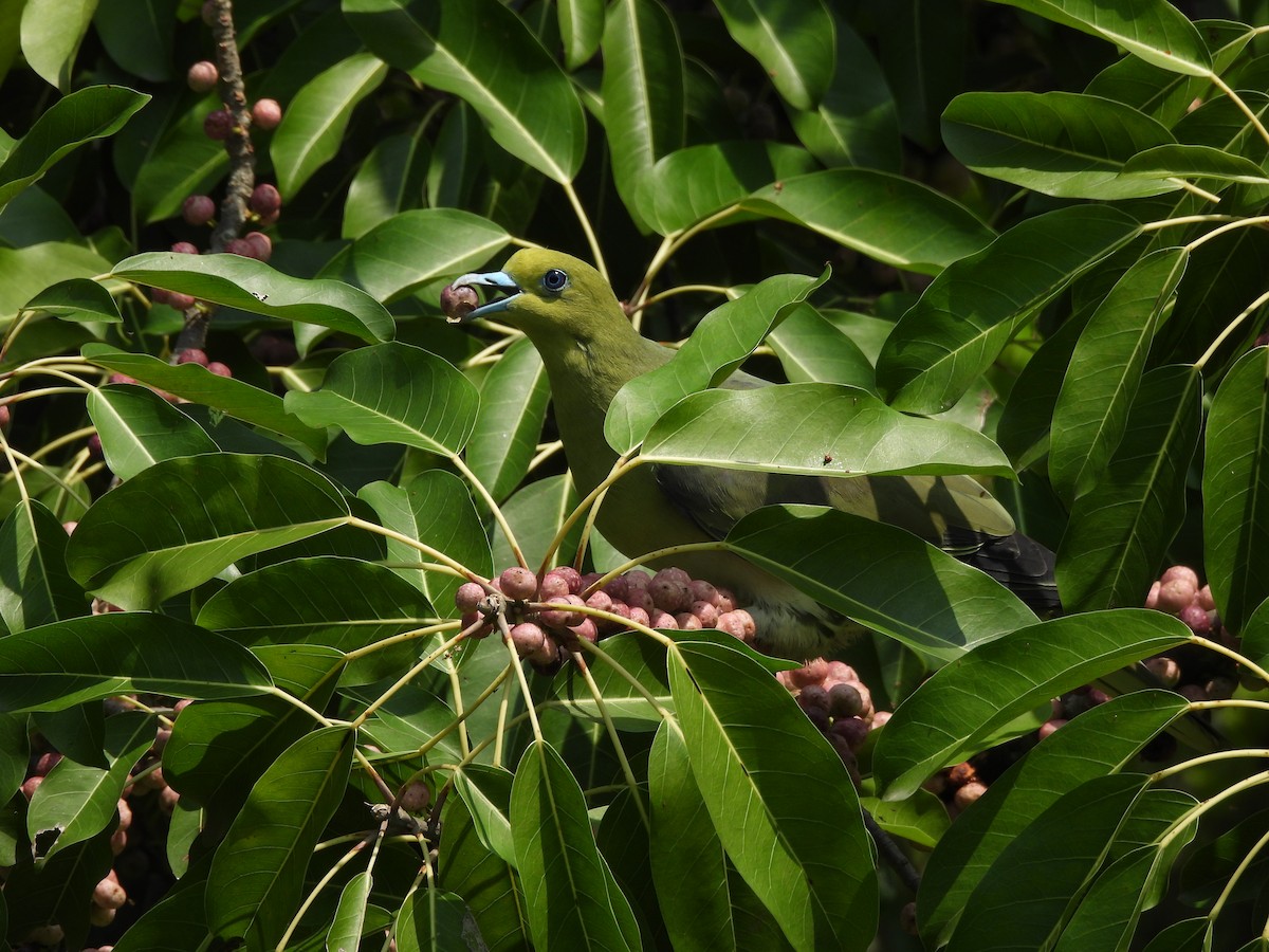 Formosa Yeşil Güvercini (formosae/filipinus) - ML618676012