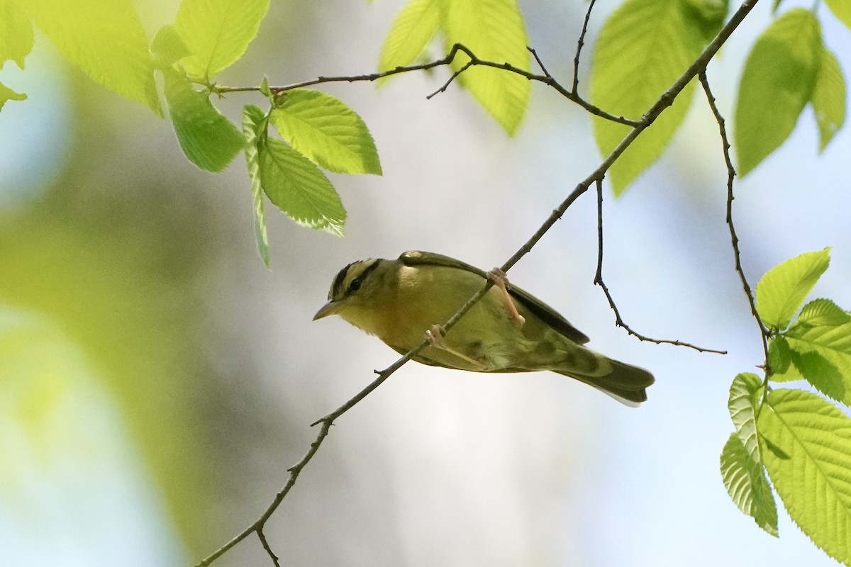 Worm-eating Warbler - ML618676014