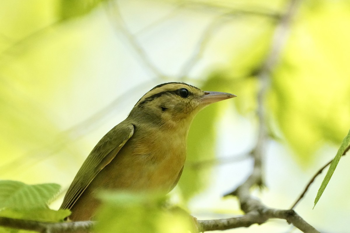 Worm-eating Warbler - ML618676017