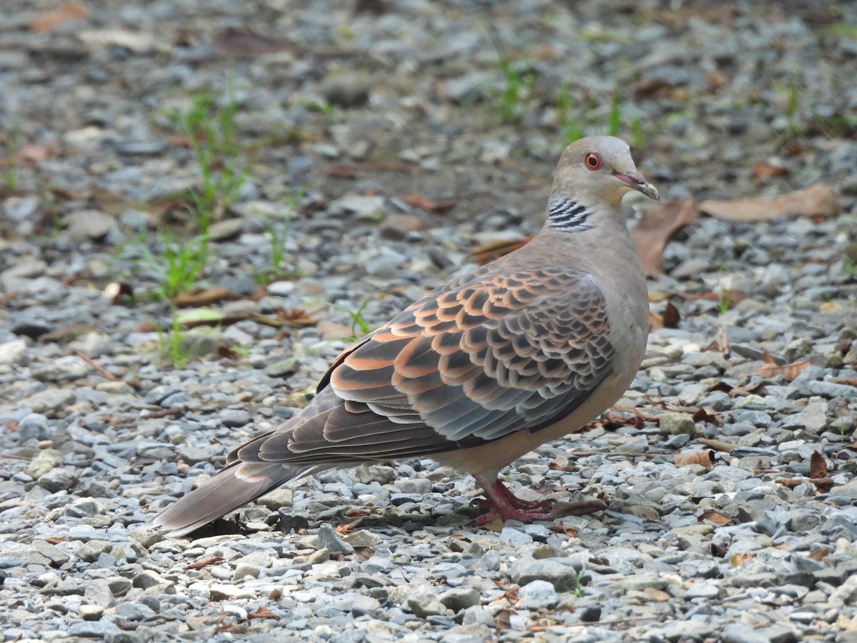 Oriental Turtle-Dove - ML618676055