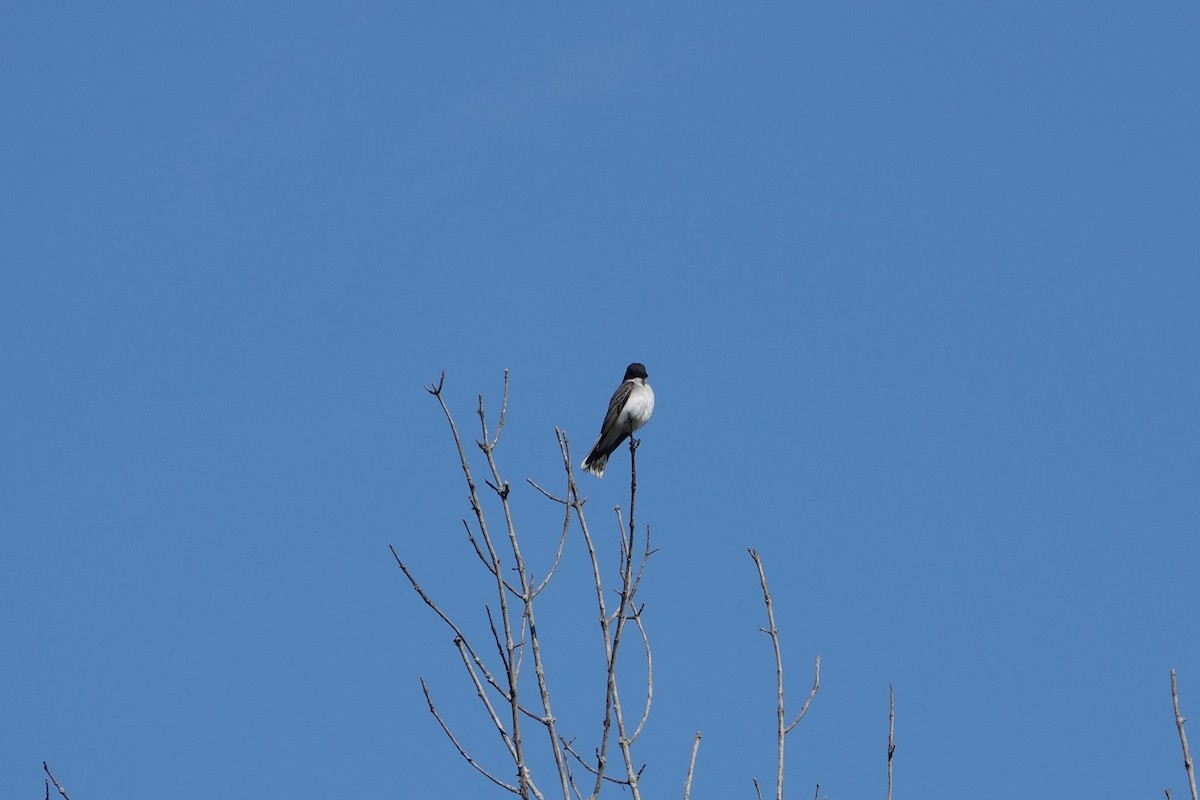 Eastern Kingbird - Austin Beard