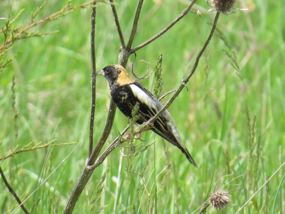 bobolink americký - ML618676087