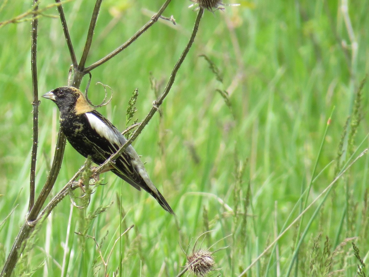 bobolink americký - ML618676088