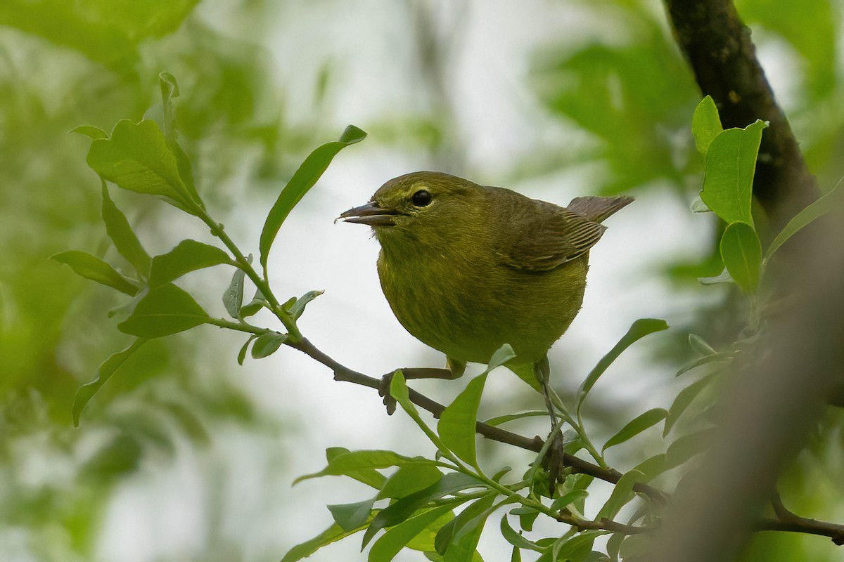 Orange-crowned Warbler - ML618676091