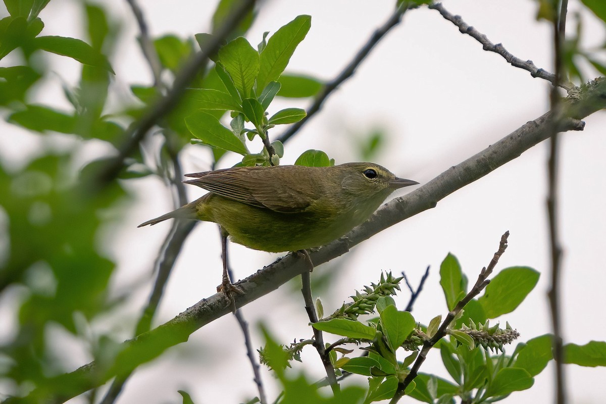 Orange-crowned Warbler - ML618676092