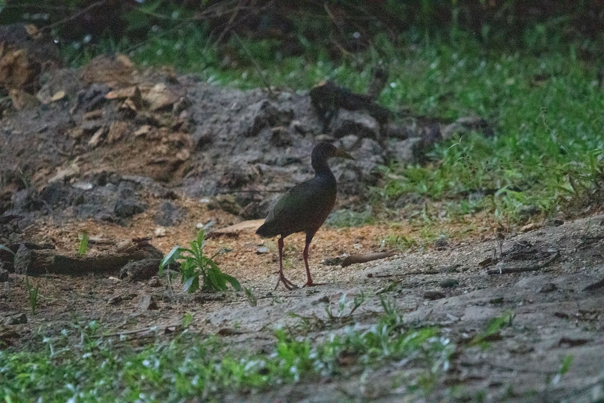 Gray-cowled Wood-Rail (Gray-cowled) - ML618676104