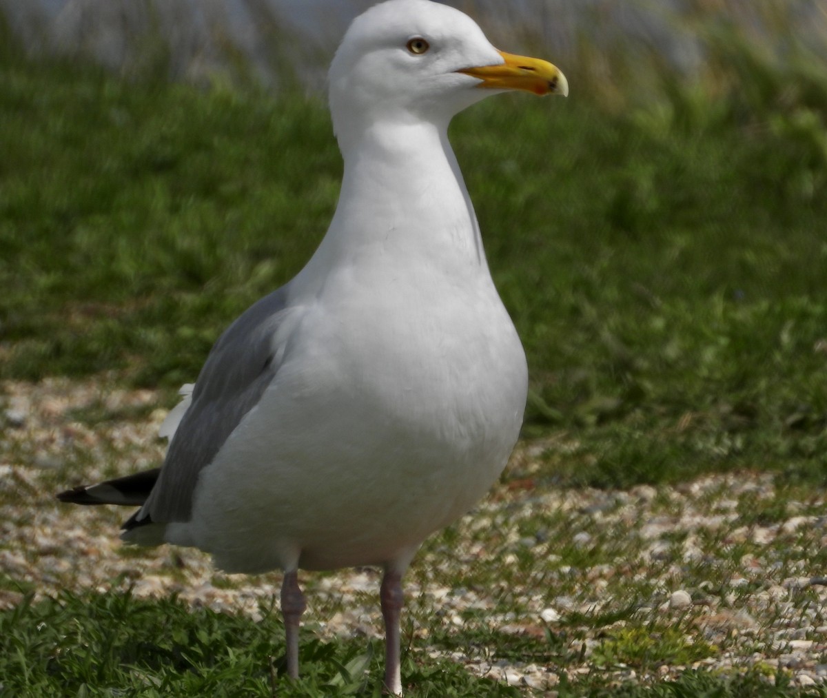 Herring Gull - ML618676119