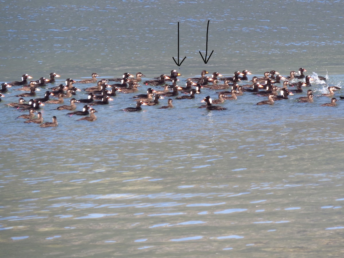 Black Scoter - ML618676148