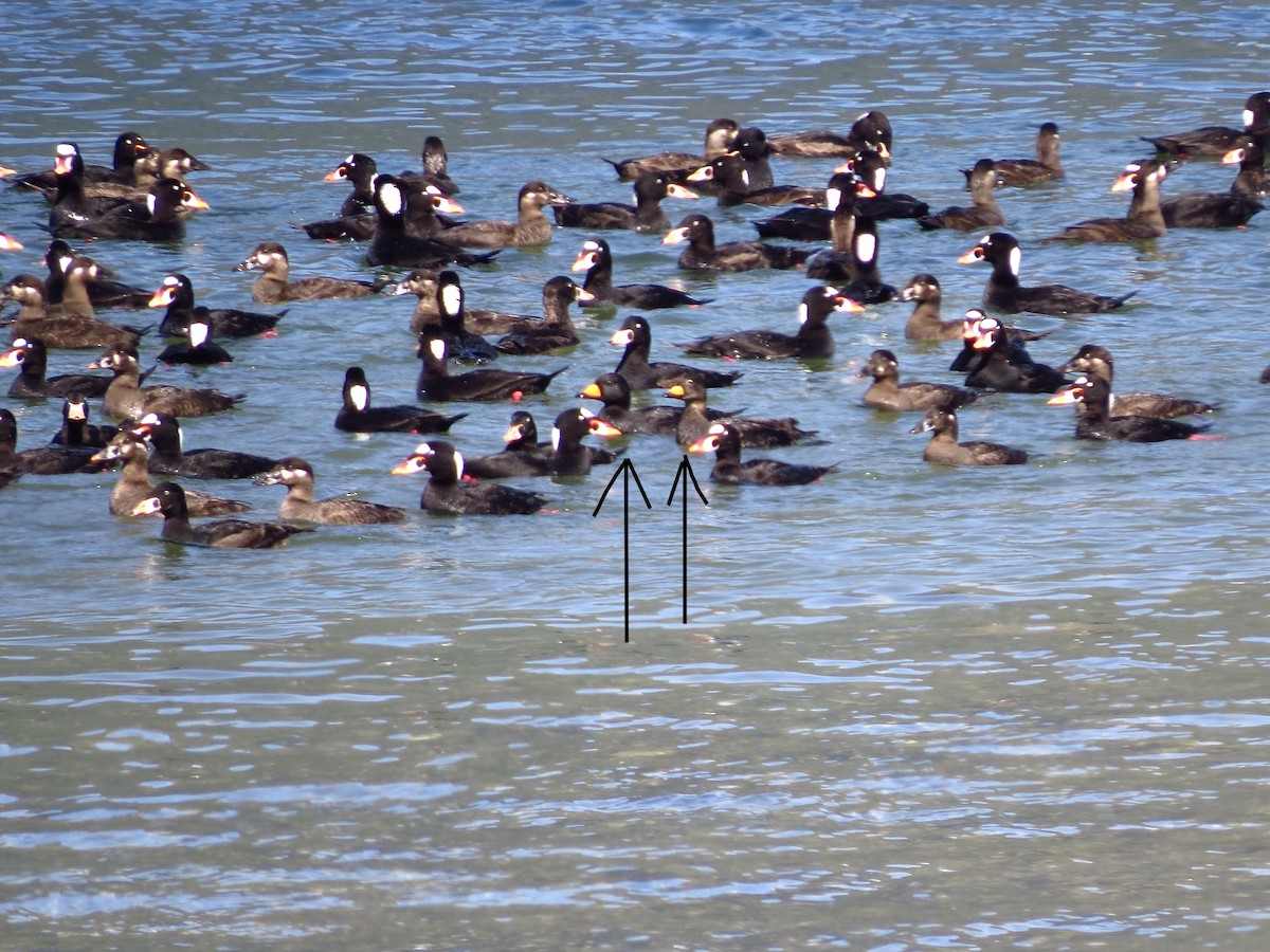 Black Scoter - ML618676149