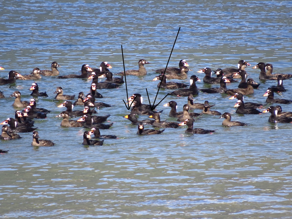 Black Scoter - ML618676150