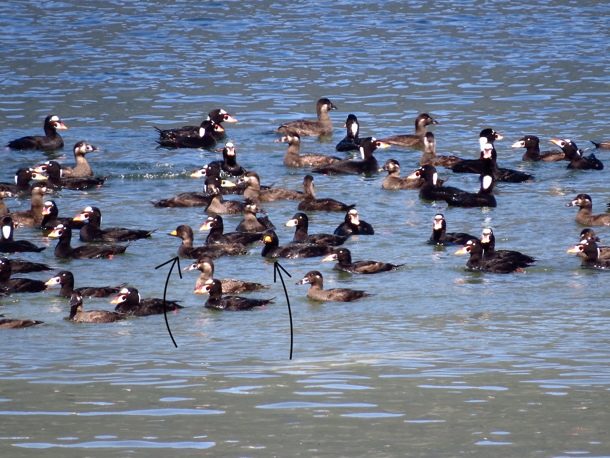 Black Scoter - ML618676151
