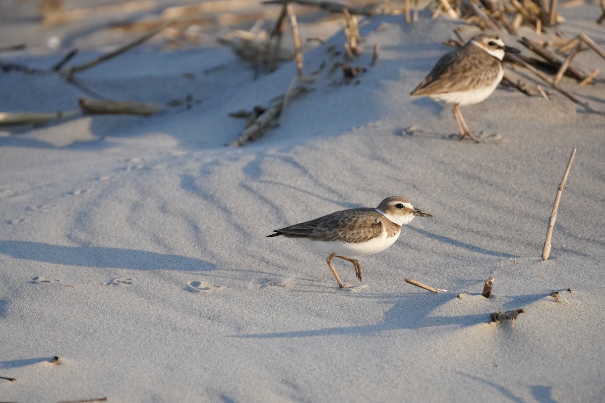 Wilson's Plover - Charles Morano