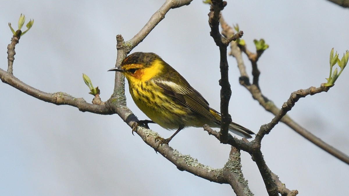 Cape May Warbler - Dominic Sherony