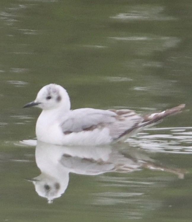 Bonaparte's Gull - ML618676268