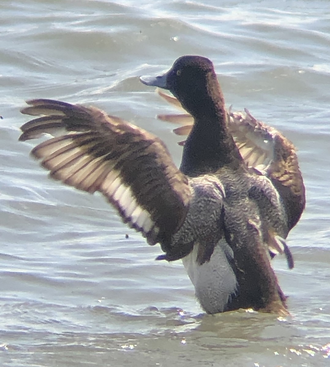 Lesser Scaup - KZ F