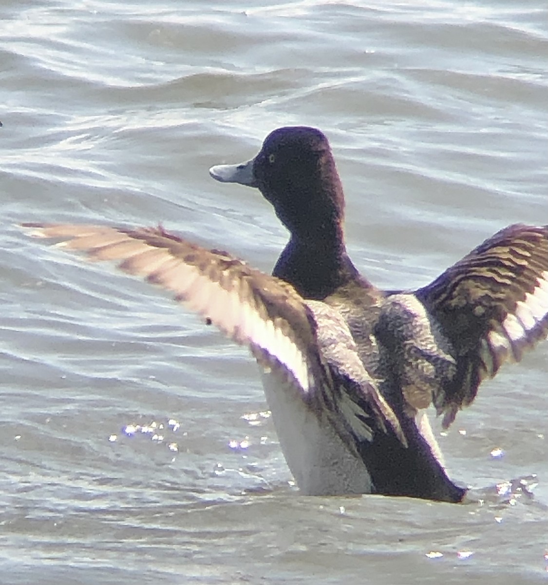 Lesser Scaup - ML618676277