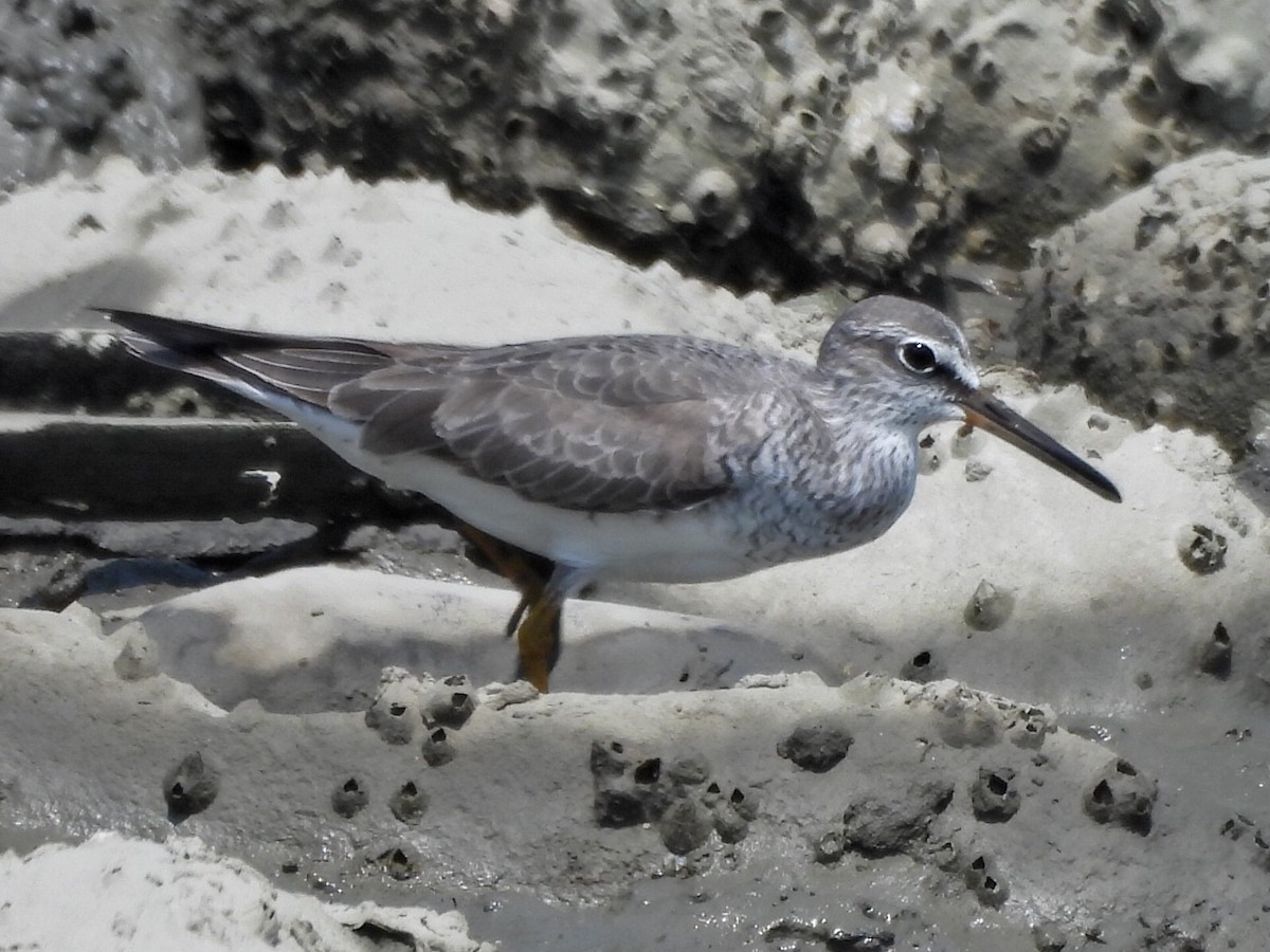 Gray-tailed Tattler - Jim Watt