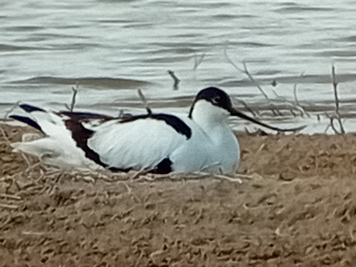 Avocette élégante - ML618676319