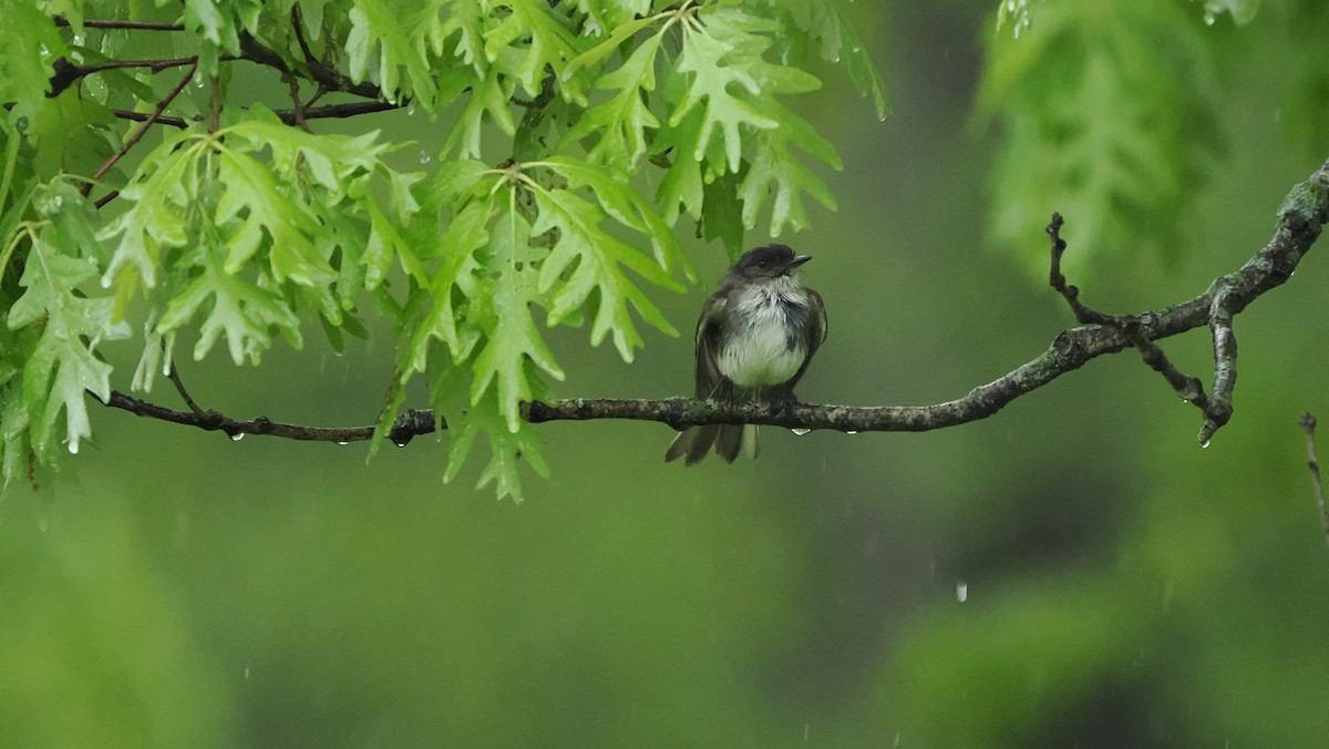 Eastern Phoebe - ML618676338