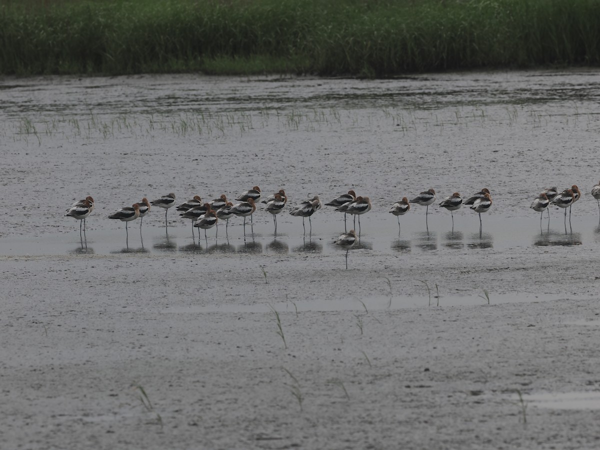 American Avocet - ML618676342