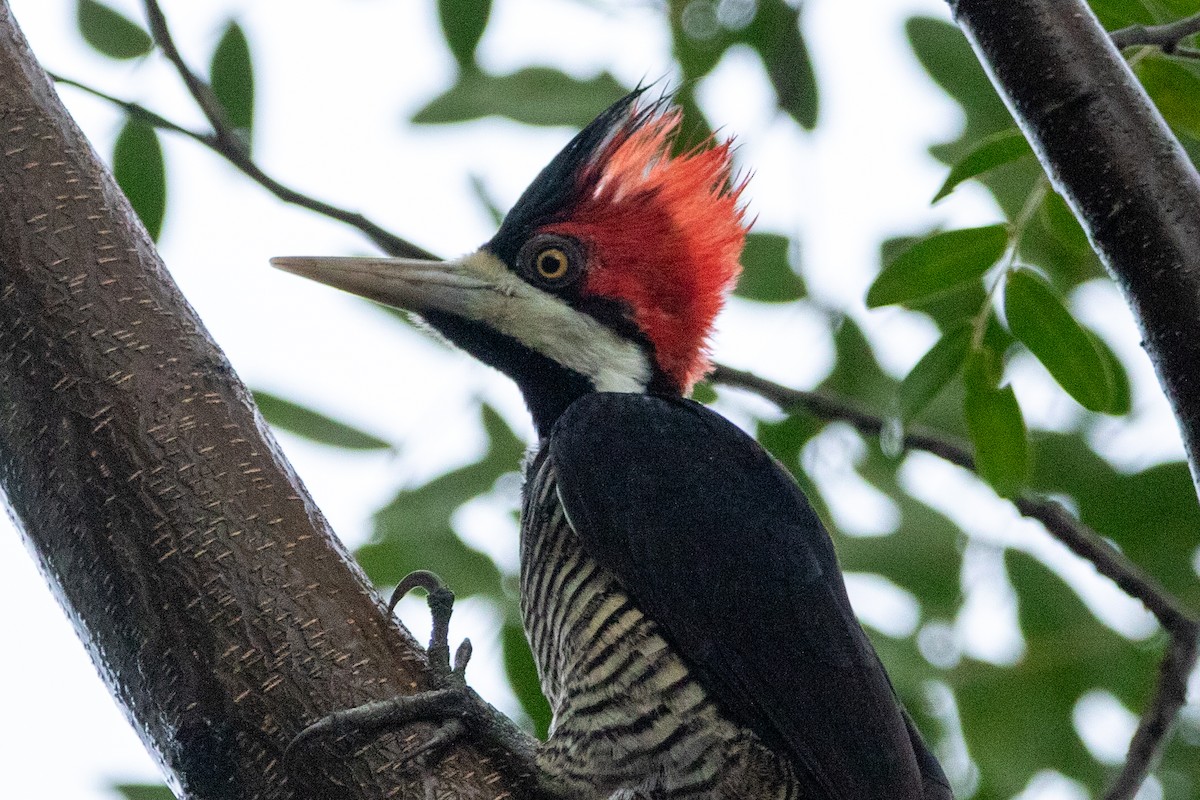Lineated Woodpecker (Lineated) - Kate Reed