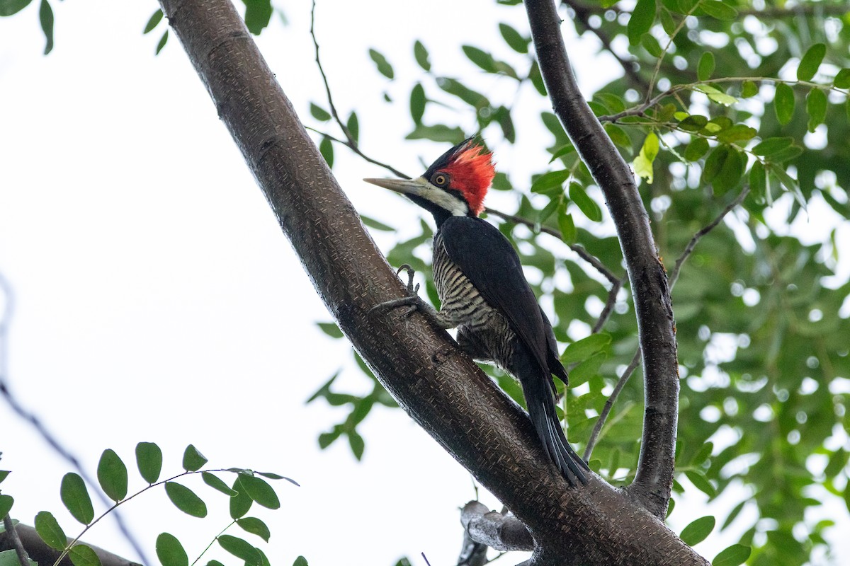 Lineated Woodpecker (Lineated) - Kate Reed