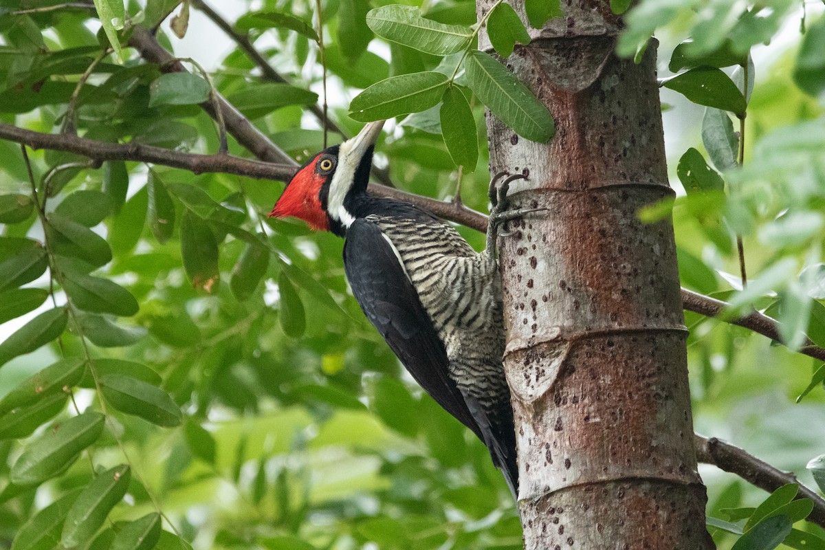 Lineated Woodpecker (Lineated) - Kate Reed