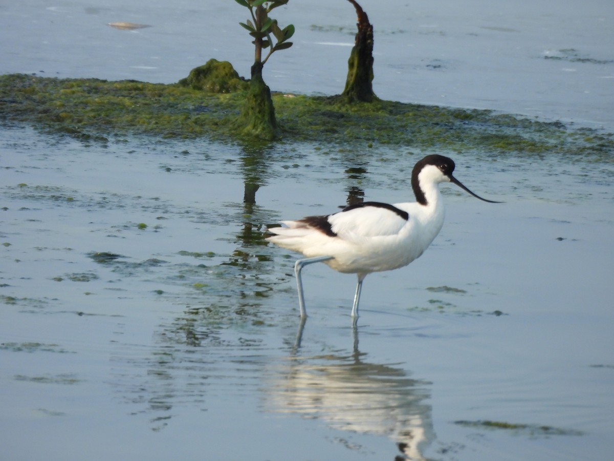 Pied Avocet - ML618676402