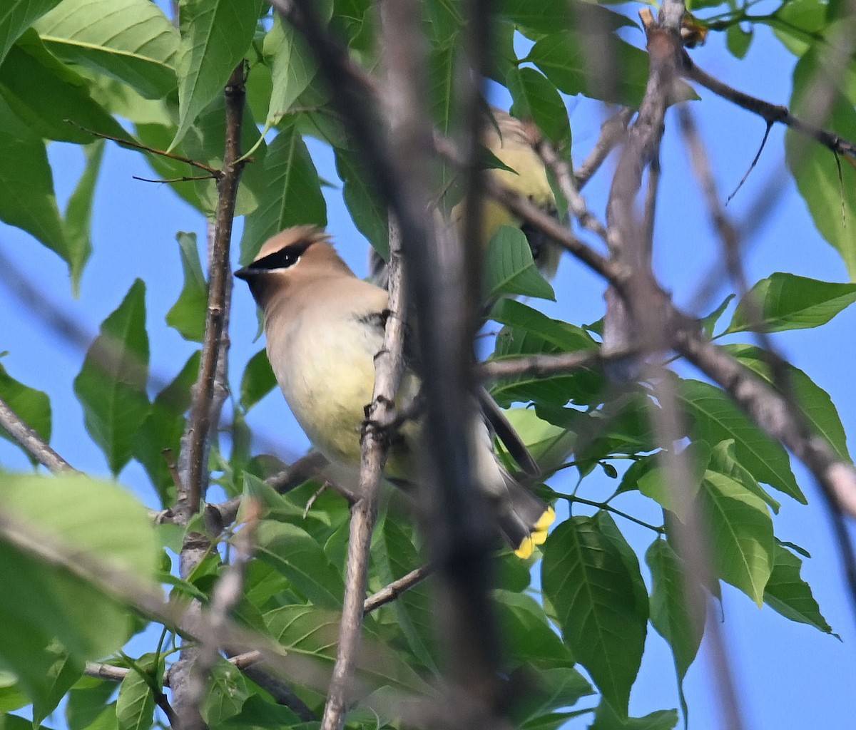 Cedar Waxwing - Carol Thompson