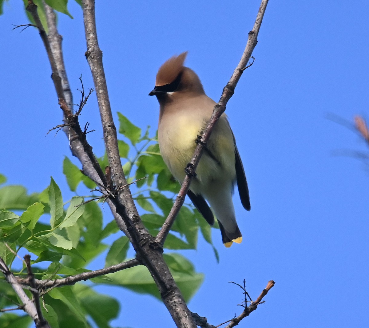 Cedar Waxwing - ML618676447