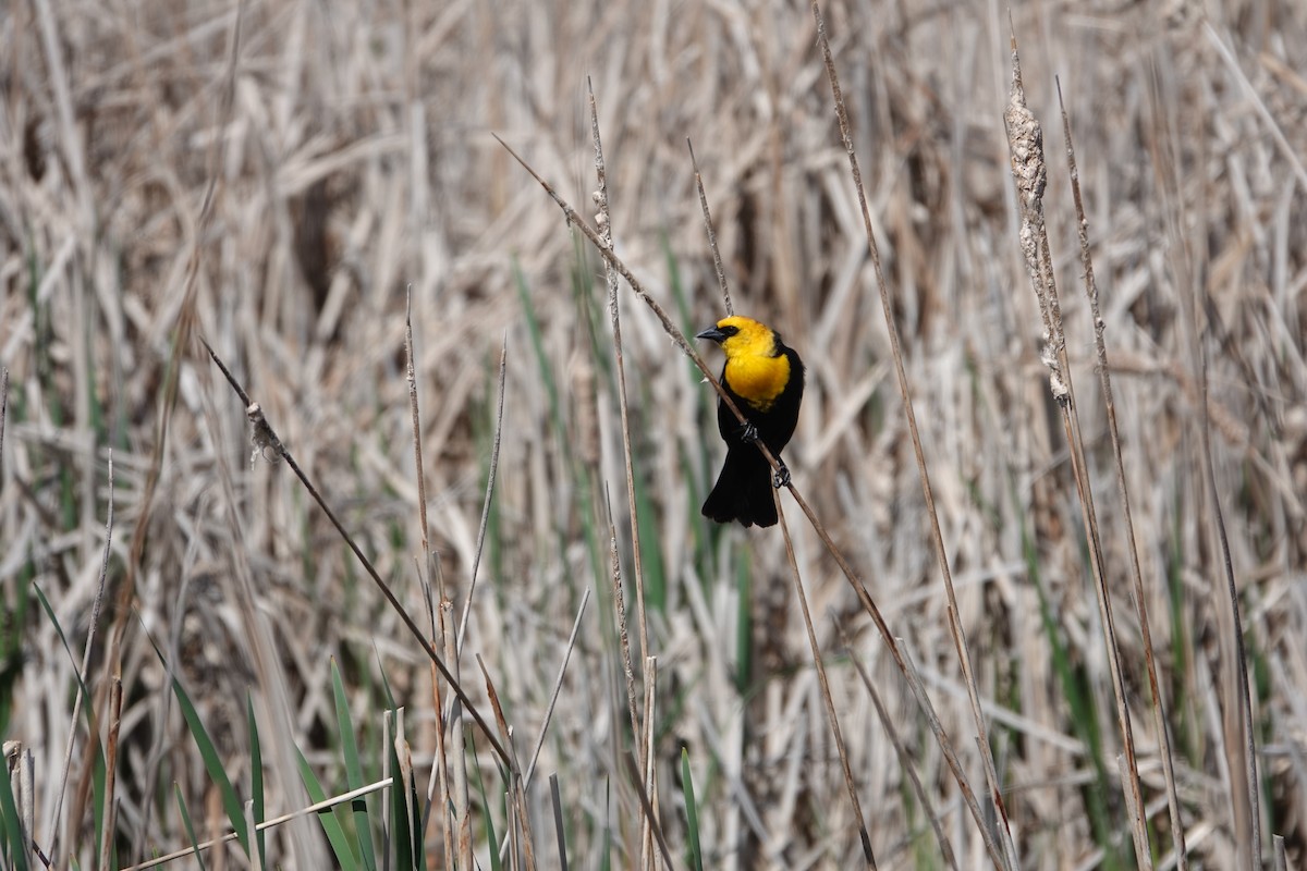Yellow-headed Blackbird - ML618676460