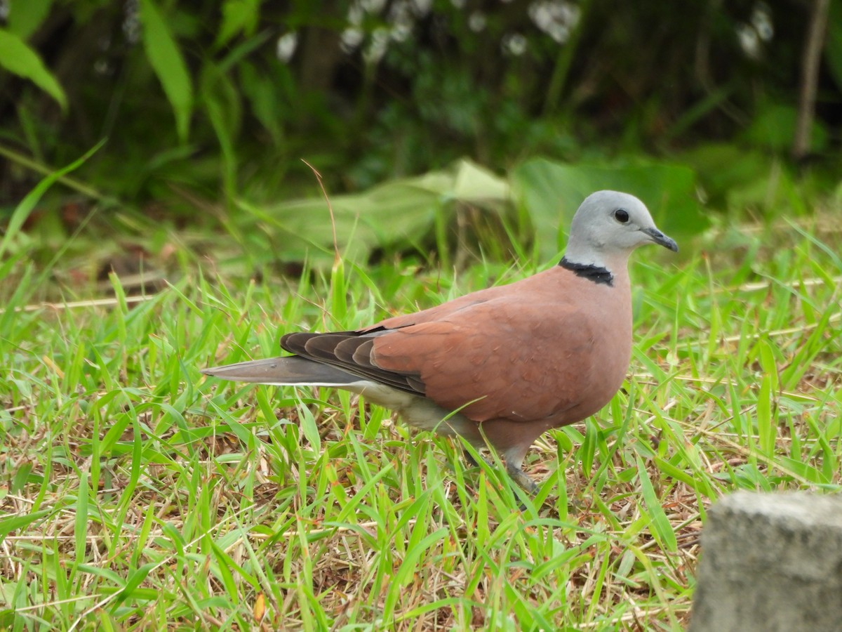 Red Collared-Dove - Jim Watt