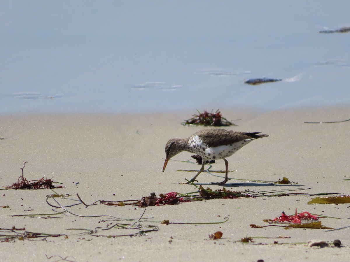 Spotted Sandpiper - Jennifer Prusse