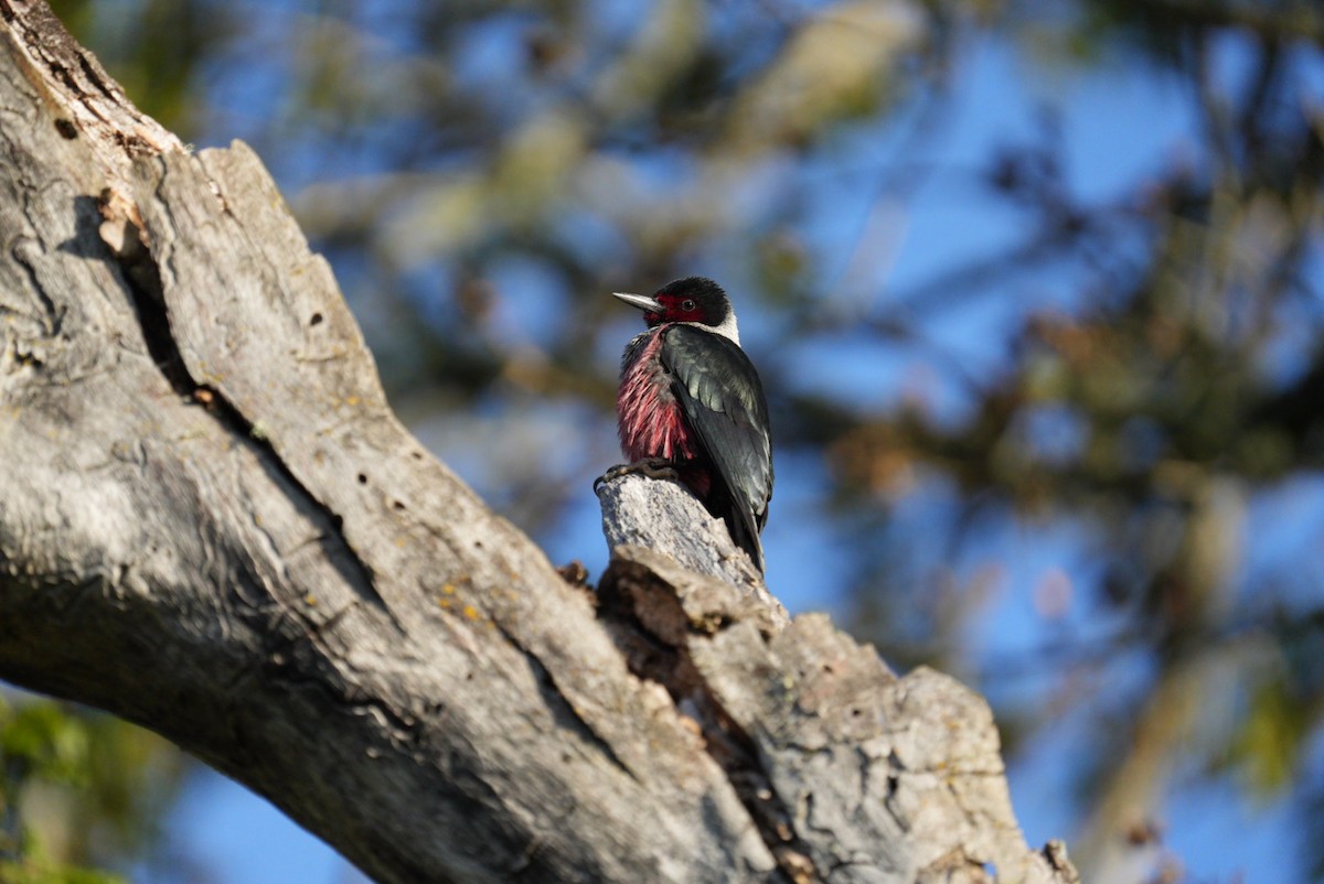 Lewis's Woodpecker - Steve Knapp