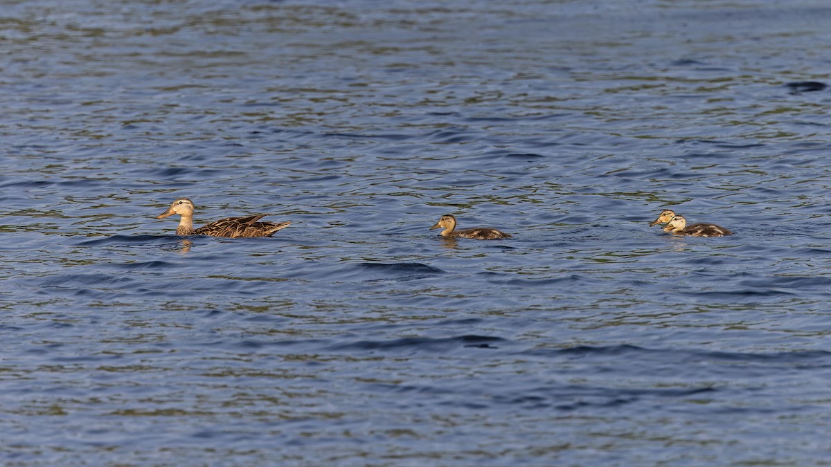 Mottled Duck - ML618676526