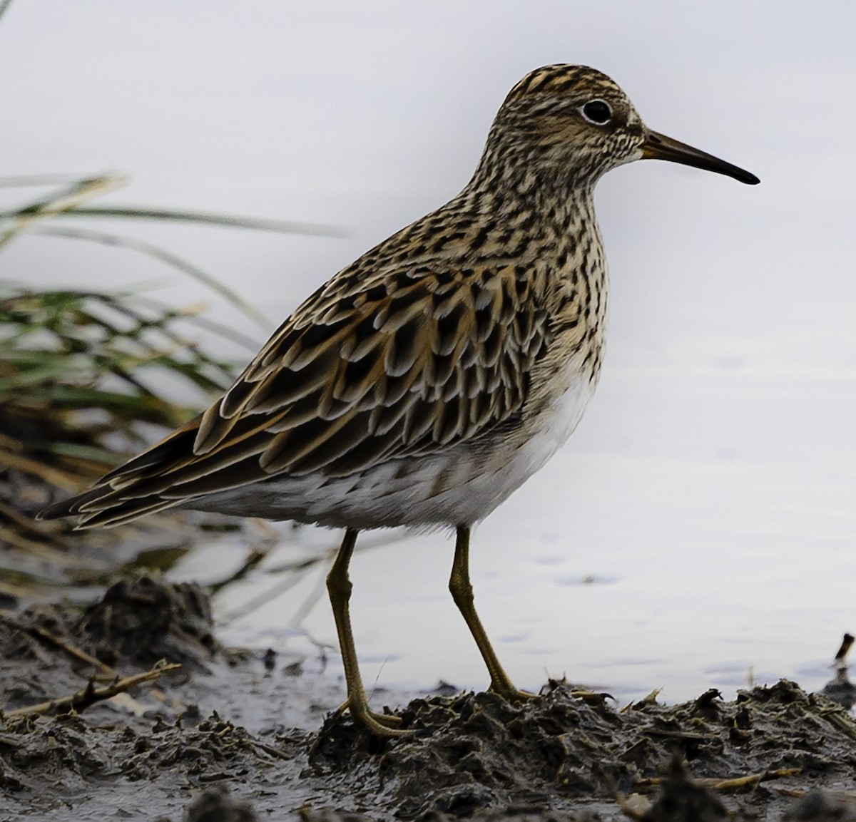 Pectoral Sandpiper - ML618676544