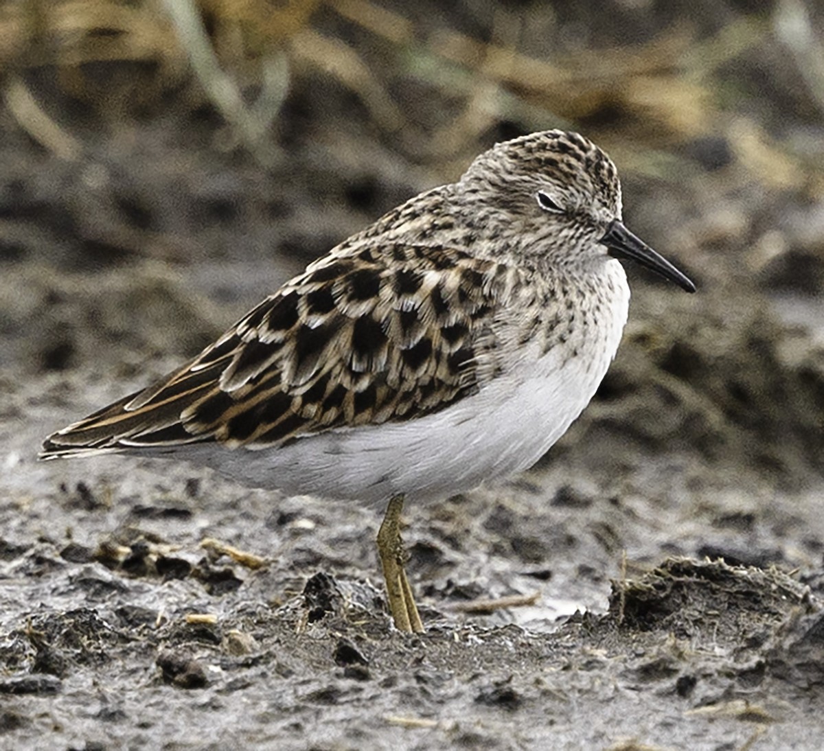 Least Sandpiper - David Muth