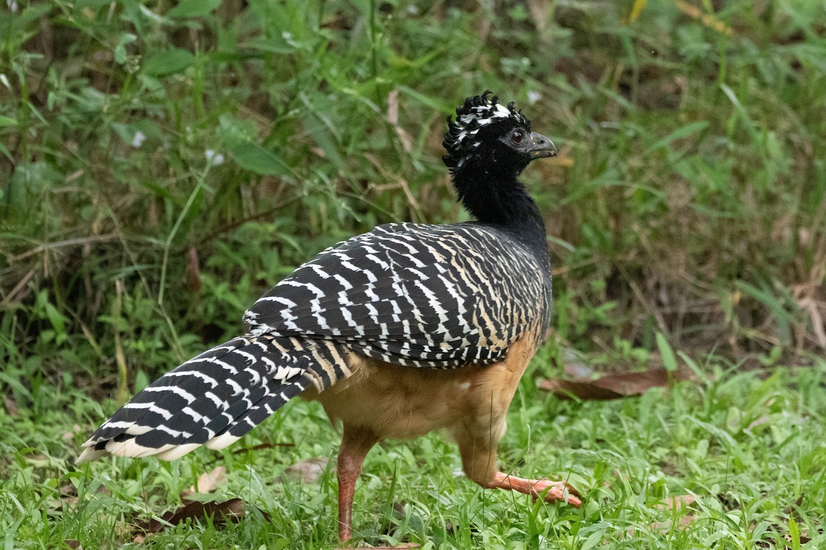 Bare-faced Curassow - Kate Reed