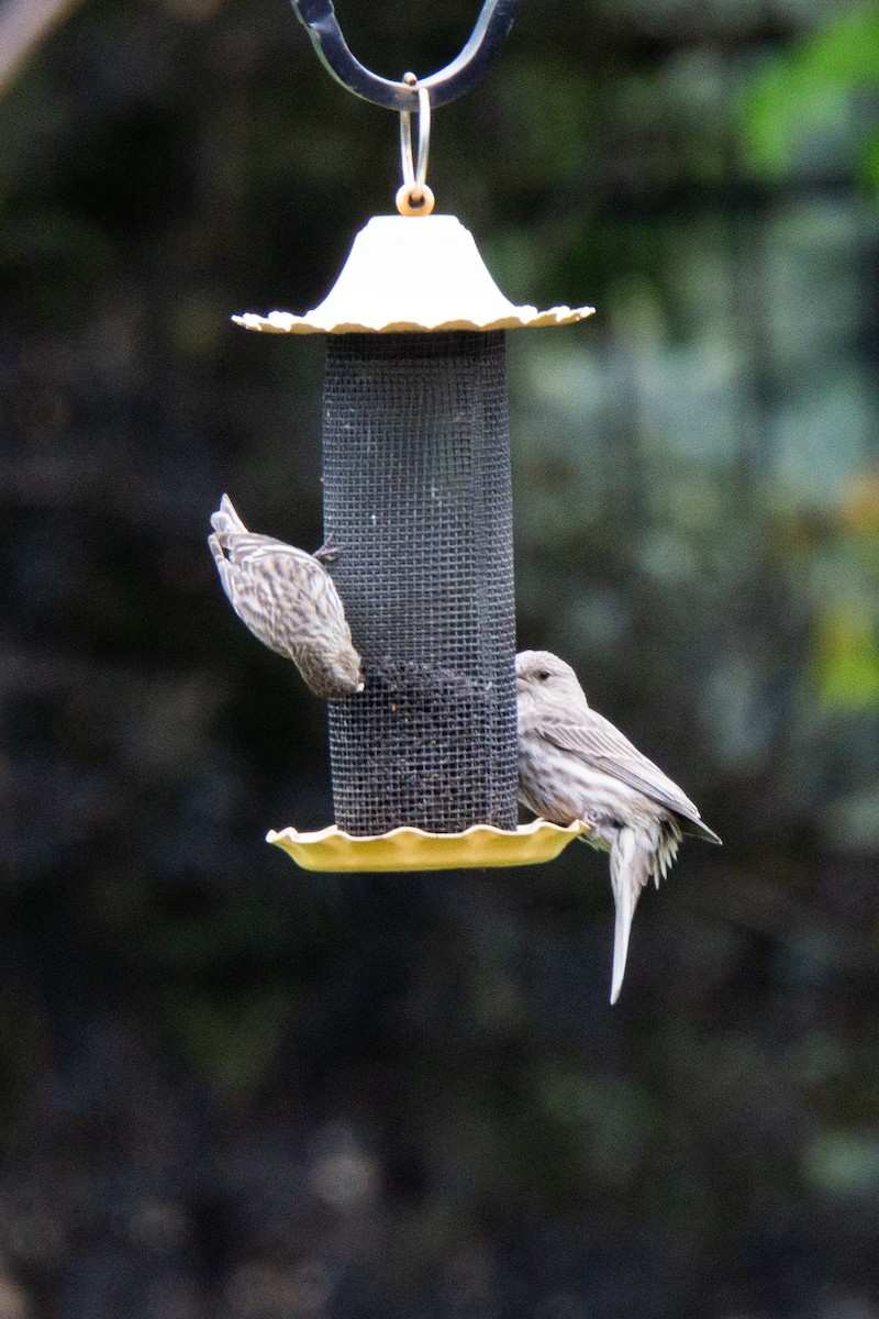 Tarin des pins - ML618676584