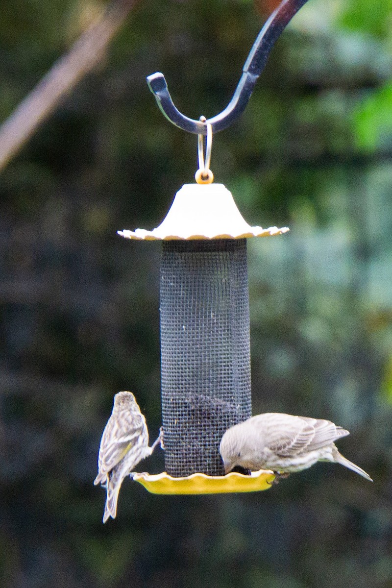 Tarin des pins - ML618676585