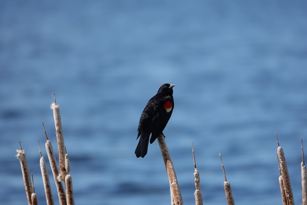 Red-winged Blackbird - ML618676599