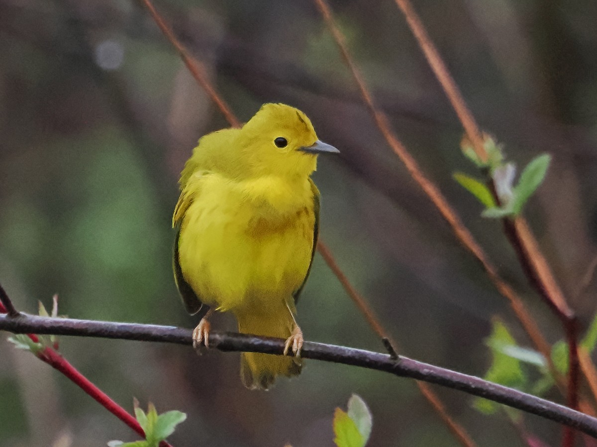 Yellow Warbler - John Felton