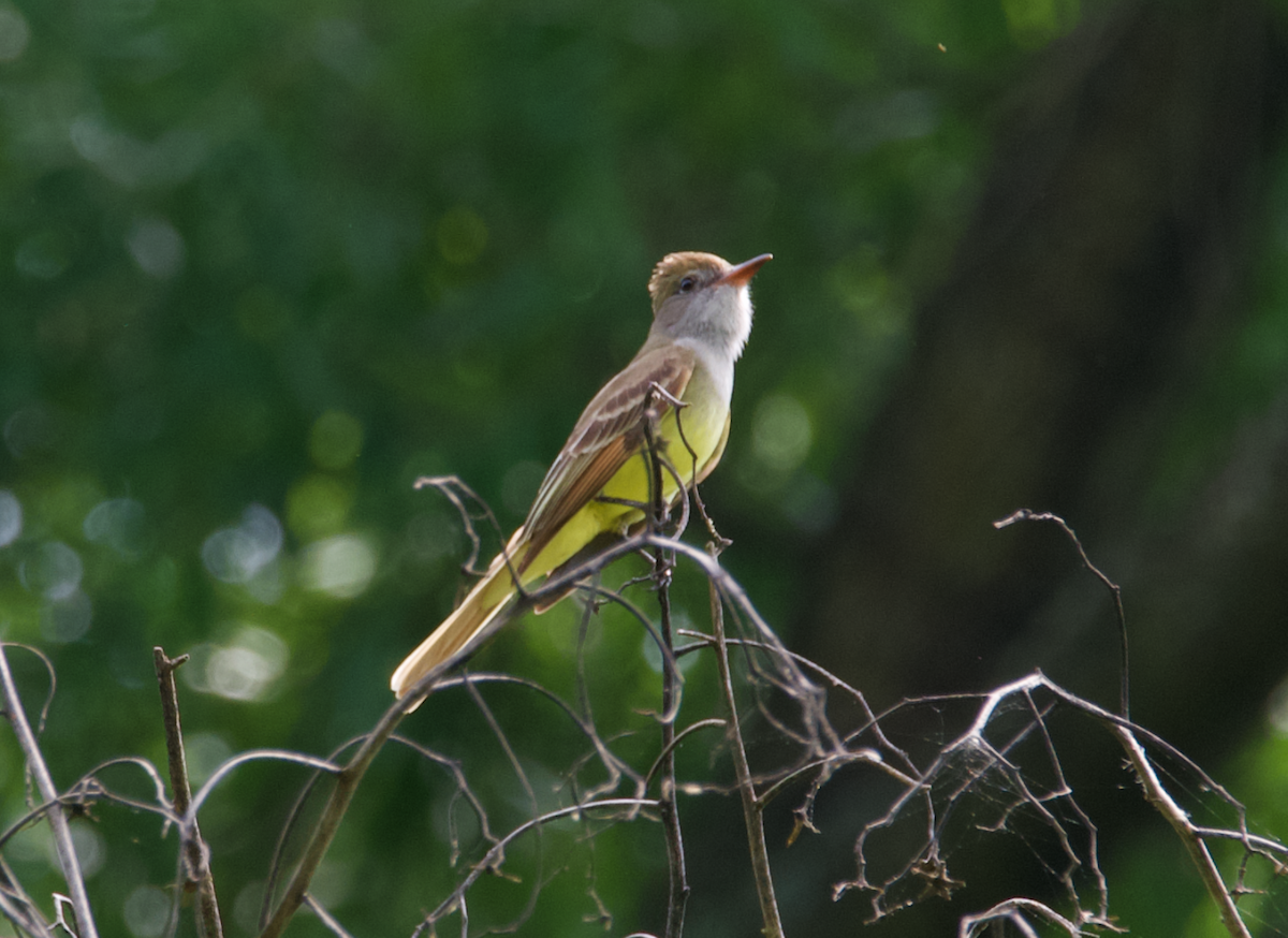 Great Crested Flycatcher - Heather Buttonow