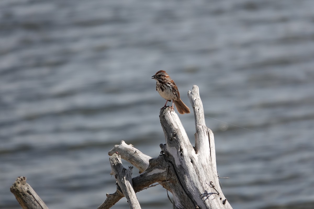 Song Sparrow - Austin Beard