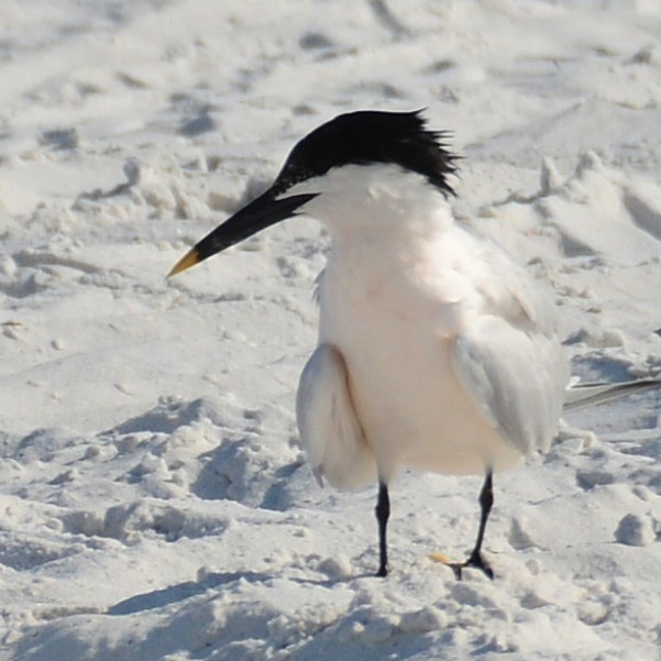 Sandwich Tern - John Whitehead