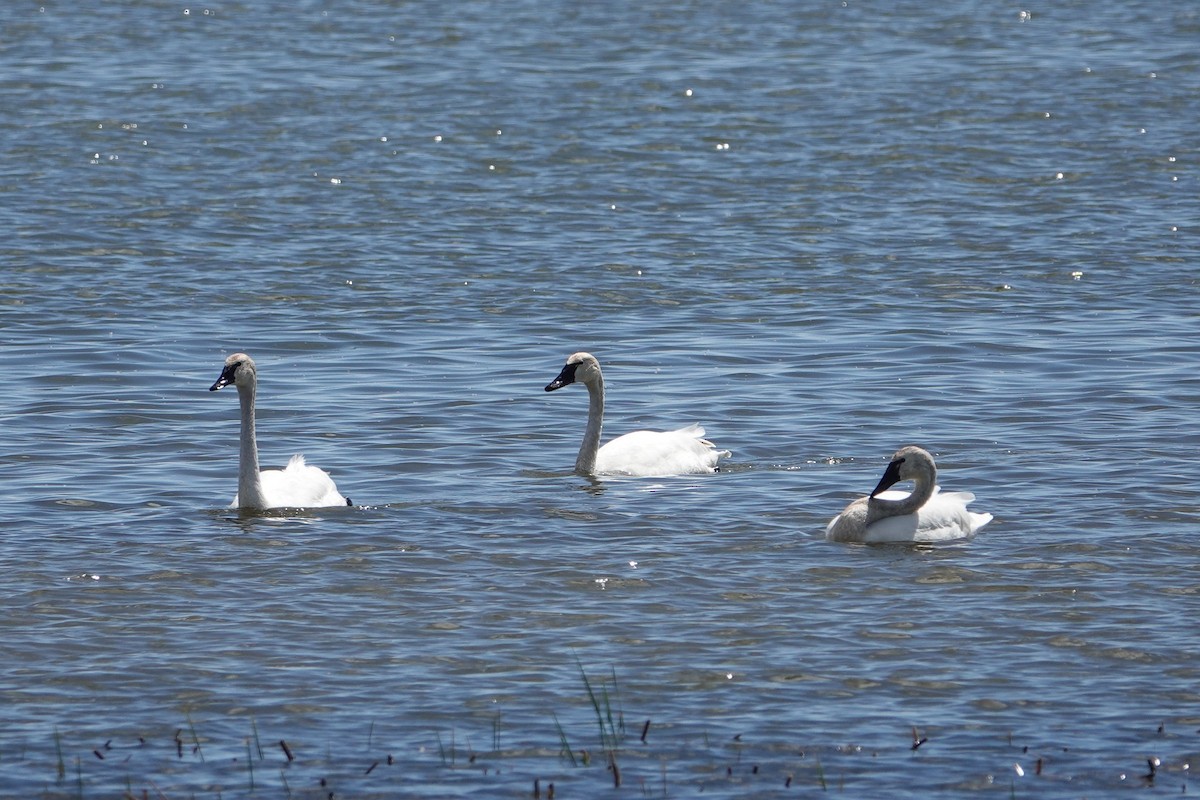 ub. svane (Cygnus sp.) - ML618676671